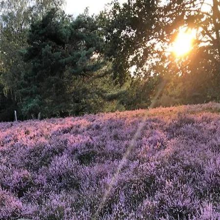 Near Lueneburg Heath Trails Schneverdingen